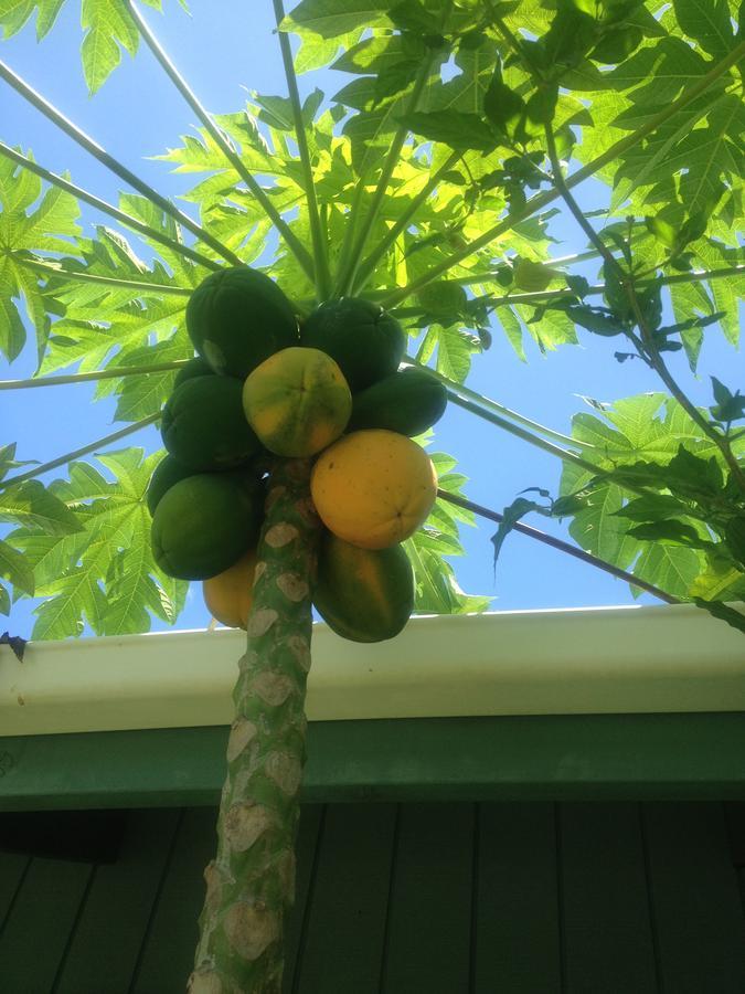 Aroa Kainga Bungalows And Apartment Rarotonga Exteriér fotografie